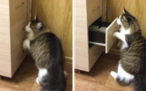 Chú mèo khôn "thành tinh" biết tự mở ngăn kéo lấy đồ chơi