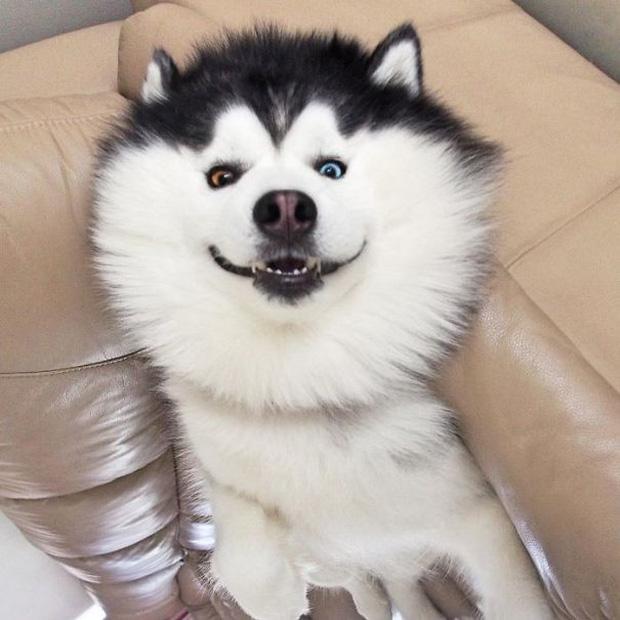 Gấu trúc phiên bản chó cute lúc nào cũng cười không ngậm được mồm