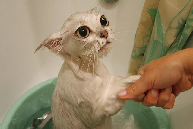Biểu cảm xấu phát hờn của những con vật khi bị lôi đi tắm