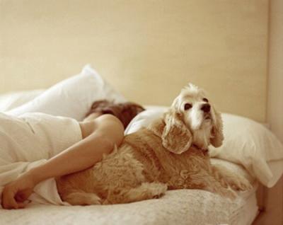 Vì sao không nên cho trẻ ngủ cùng thú cưng