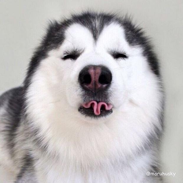 Gấu trúc phiên bản chó cute lúc nào cũng cười không ngậm được mồm