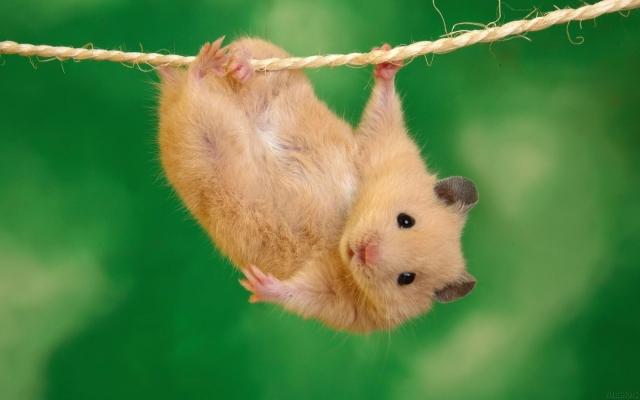 Thư giãn với hình ảnh chuột Hamster