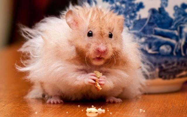 Thư giãn với hình ảnh chuột Hamster