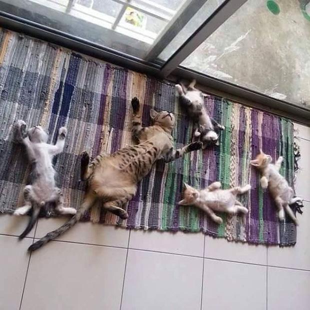 15 bức ảnh chứng minh mèo và nắng là cặp đôi sinh ra vì nhau
