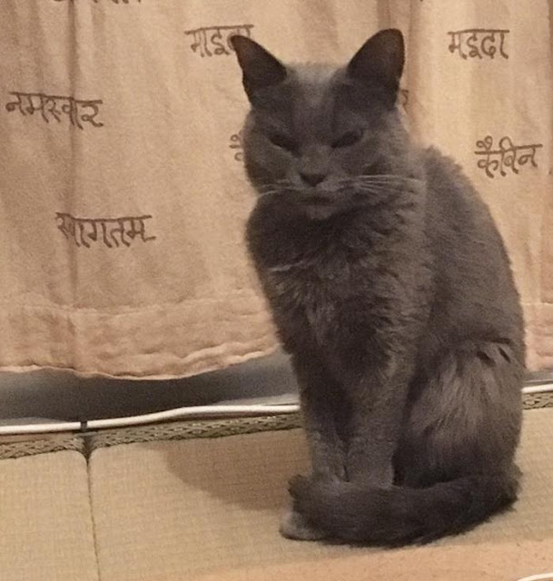 Chú mèo với khuôn mặt không cảm xúc "nhìn là thấy ghét"