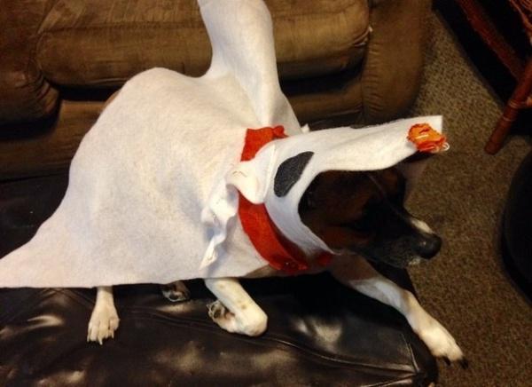 19 em chó cosplay dịp Halloween chất chơi hơn bạn nhiều