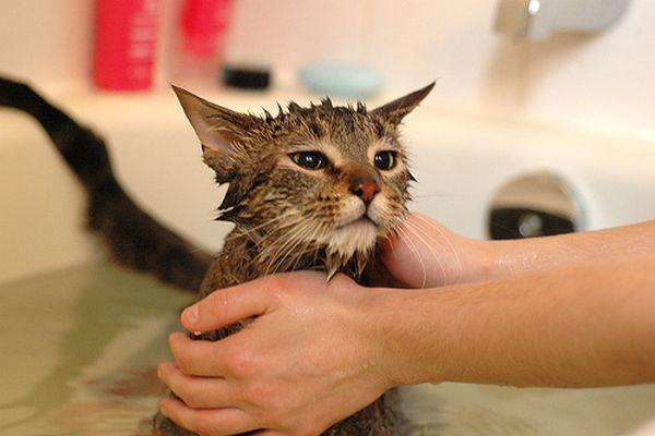 Cách tắm cho mèo