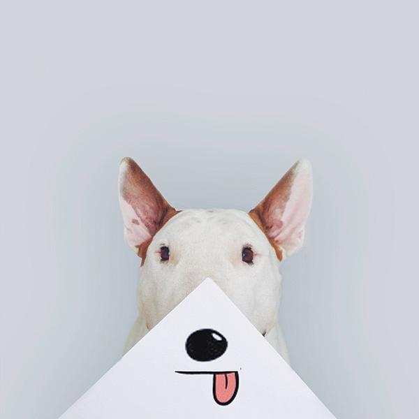Những bức hình bày trò siêu đáng yêu của chú chó bull terrier cùng cậu chủ