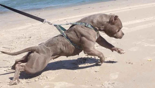 Thói Hư Của Chó Nên Thay Đổi