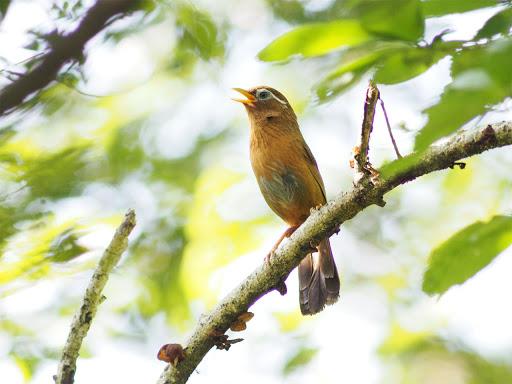 Các kiến thức khi tắm cho chim họa mi