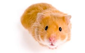 Không nên mua chuột hamster nếu có những biểu hiện sau