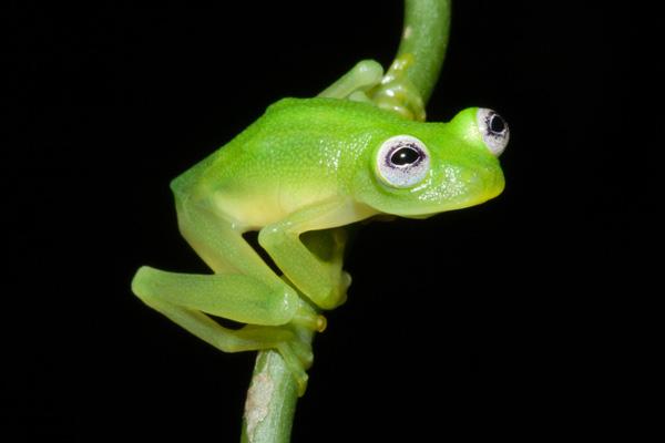 Loài ếch thủy tinh có vẻ ngoài ngộ nghĩnh giống con rối ếch Kermit nổi tiếng