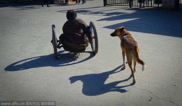 Cảm động chú chó đẩy xe lăn đưa chủ nhân tàn tật đi làm hàng ngày