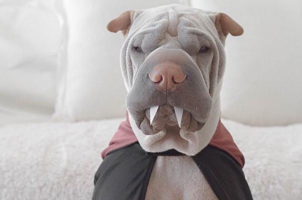 Chú chó Shar Pei mặt ngố sở hữu gu thời trang sành điệu