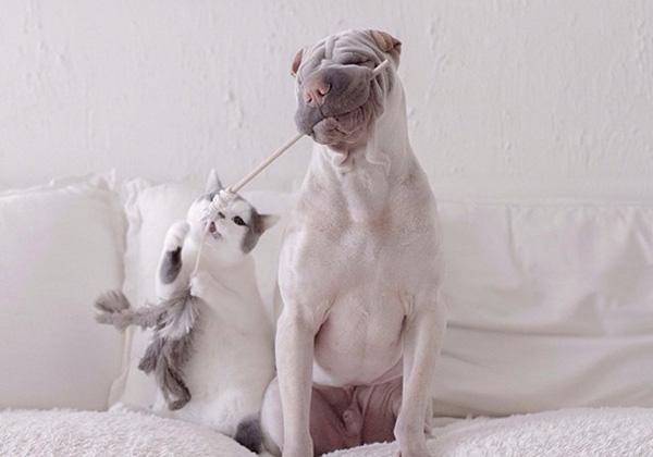 Chú chó Shar Pei mặt ngố sở hữu gu thời trang sành điệu