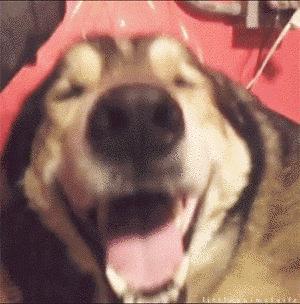 Không thể nhịn cười với 15 chú chó "phởn" nhất thế giới