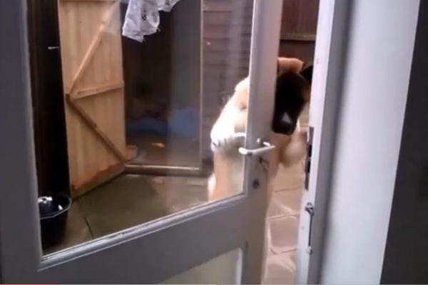 Dạy chó cách đóng – mở cửa