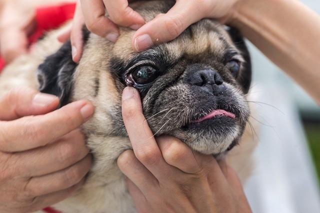 Những lí do khiến chó bị đau mắt và cách điều trị
