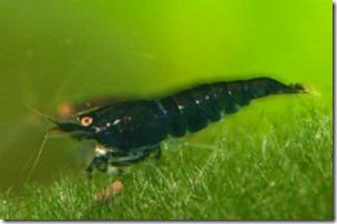 Cách nuôi tép cảnh đen Black Tiger