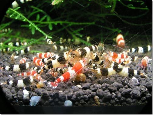 Cách nuôi tép Ong Đen (Black Bee Shrimp)
