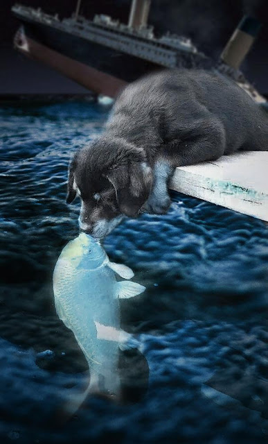 Nụ hôn xuyên chủng loại của chú chó nhỏ