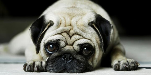 Cách sơ cứu cho chó trong mọi trường hợp nguy cấp