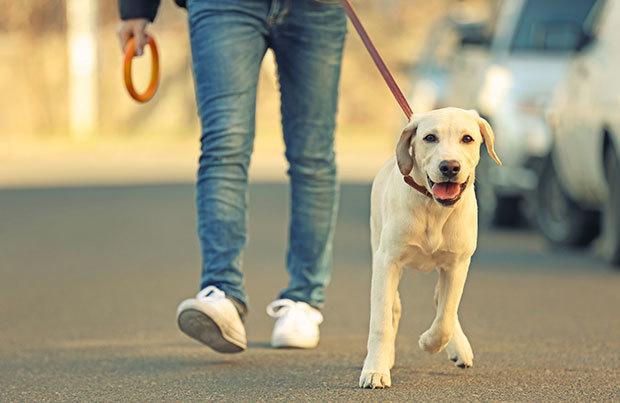 Có nên dắt chó đi dạo sau khi ăn?