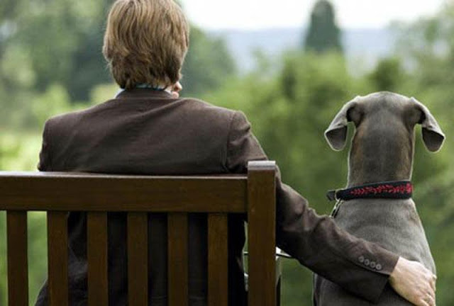  lí do khiến bạn nhất định phải nuôi chó