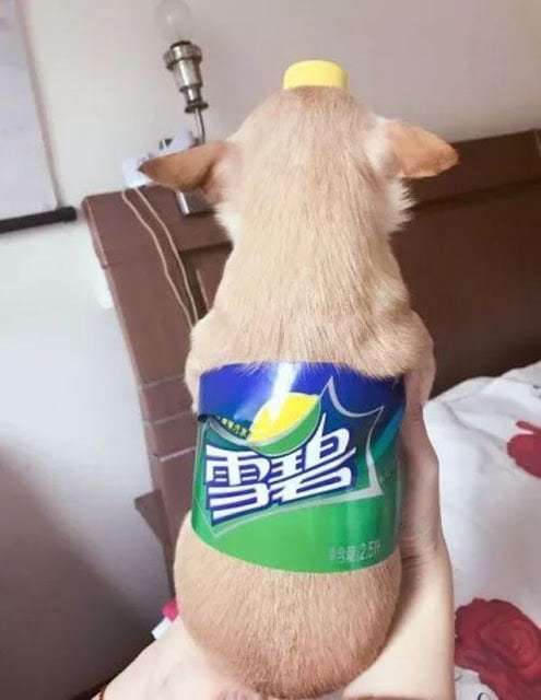 Loạt ảnh biến thú cưng thành chai nước ngọt hài hước đáng yêu