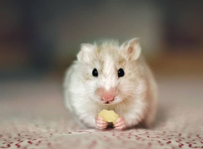 cach-nuoi-chuot-hamster-beo-1