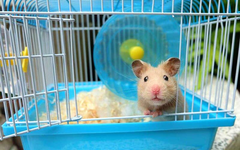 nhung-cach-nuoi-chuot-hamster-2