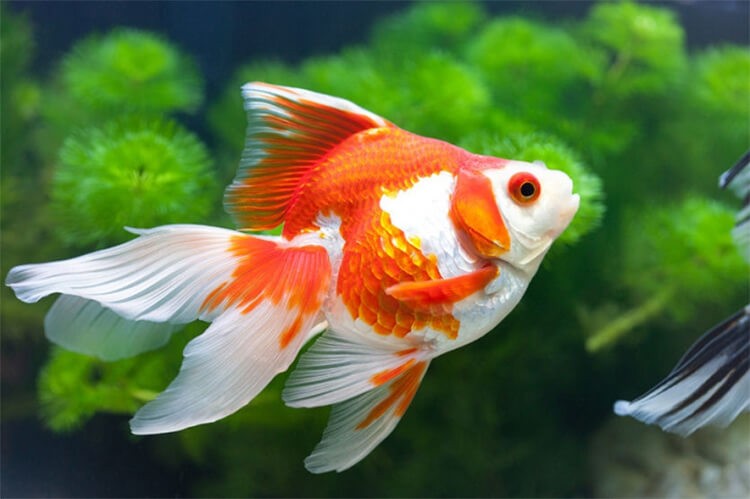 Giới thiệu về Cá Ba Đuôi