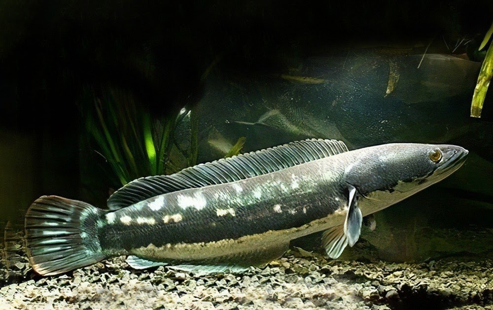 Cá Lóc Bông - Giống cá cảnh đẹp mắt và dễ thương