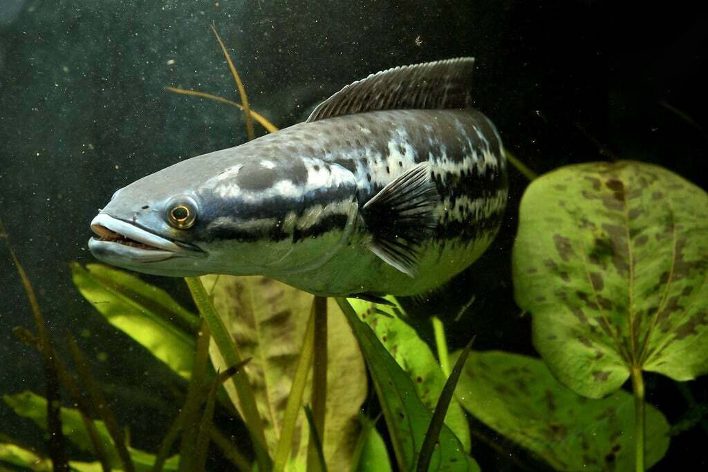 Yêu cầu về môi trường sống và bể