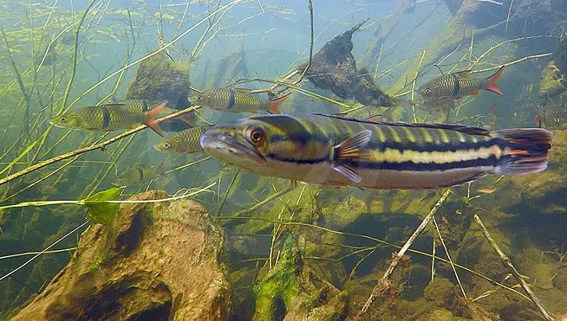 Điểm khác biệt đực cái: