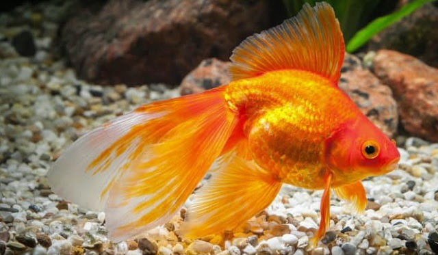 Cá Vàng - Hướng dẫn nuôi dưỡng chi tiết từ A-Z