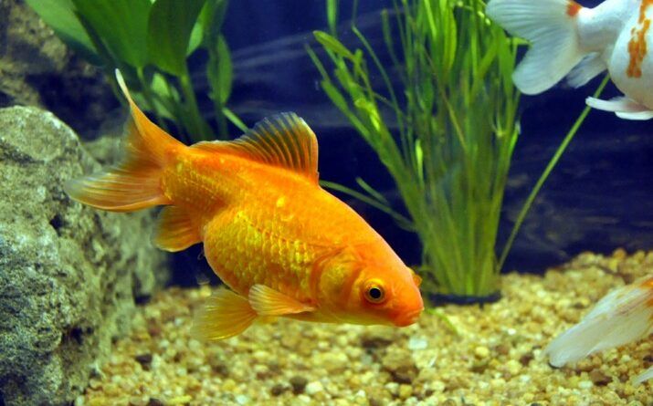 Yêu cầu về môi trường sống