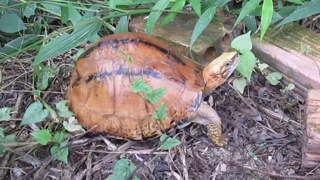 Yêu cầu nuôi dưỡng