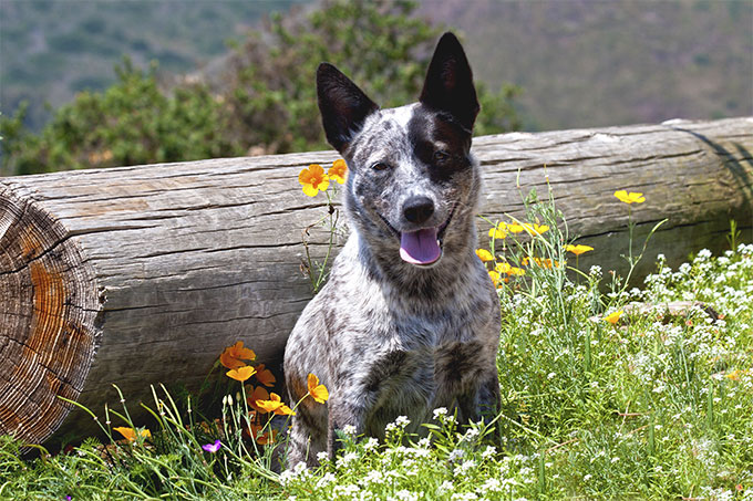 Tìm hiểu về giống chó Australian Cattle - Người bạn đồng hành năng động và thân thiện