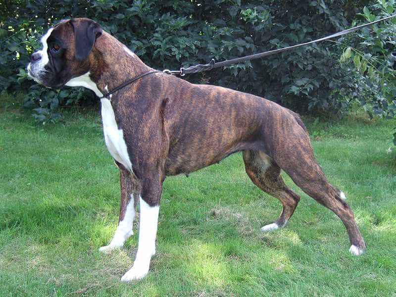 Tìm hiểu kĩ về giống chó Boxer - Người bạn đồng hành thông minh và trung thành