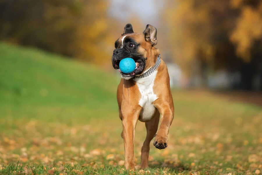 Cách chăm sóc chó Boxer