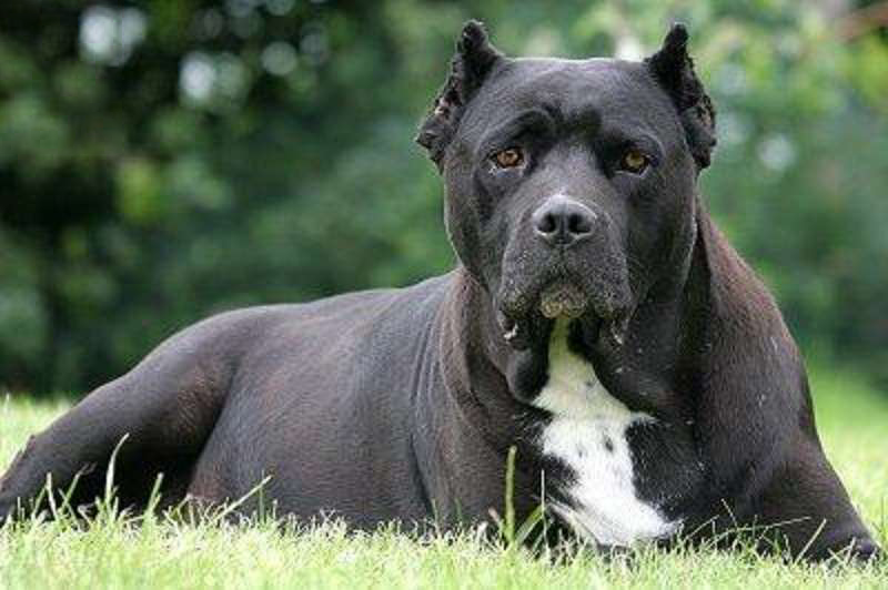 Giới thiệu giống chó Cane Corso