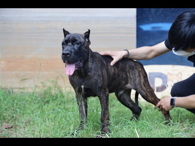Cách chăm sóc chó Cane Corso