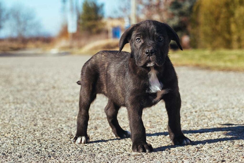 Cách mua/nhận nuôi chó Cane Corso