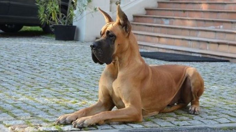Giới thiệu giống chó Great Dane