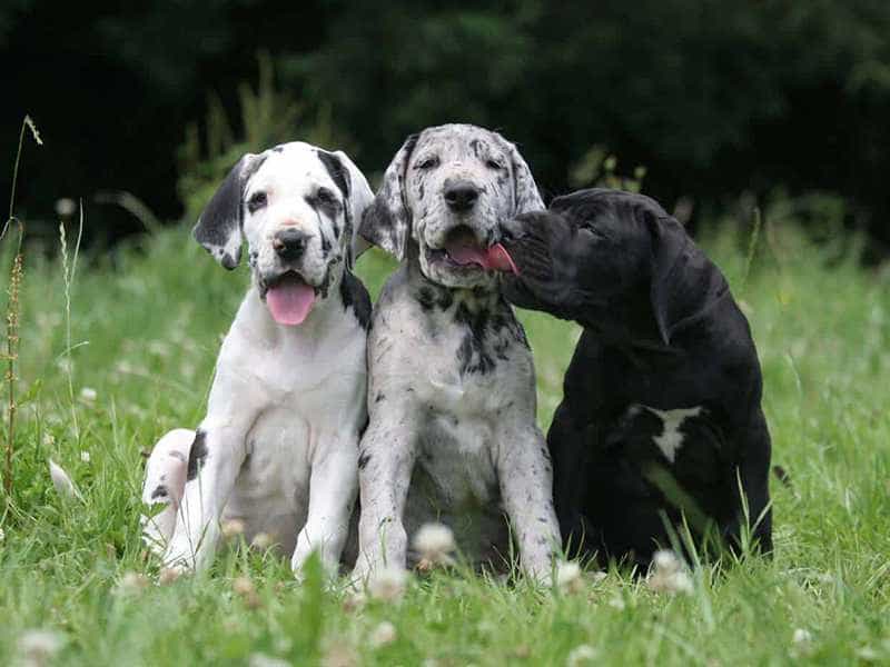 Cách mua/nhận nuôi một chú chó Great Dane
