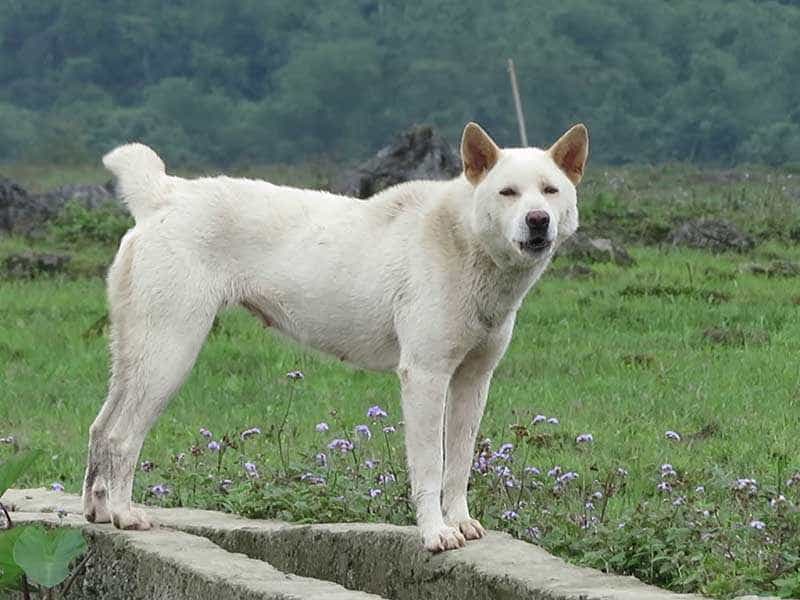 Giới thiệu giống chó H'mông Cộc Đuôi