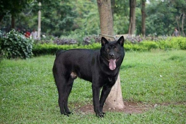 Cách chăm sóc chó H'mông Cộc Đuôi