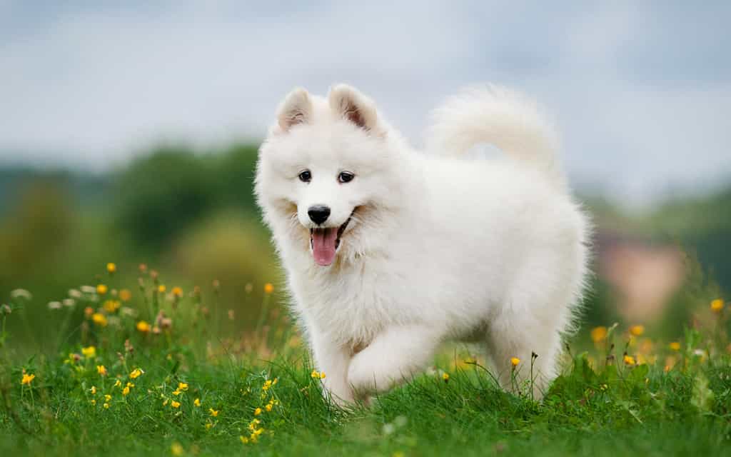 Giới thiệu Giống chó Samoyed