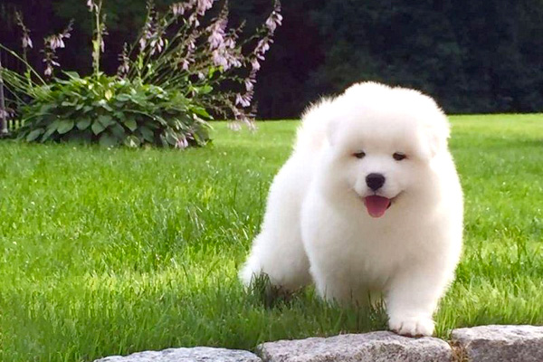 Cách chăm sóc chó Samoyed